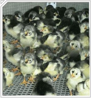 江西博源綠殼蛋雞繁育基地含運費出售綠殼蛋雞苗