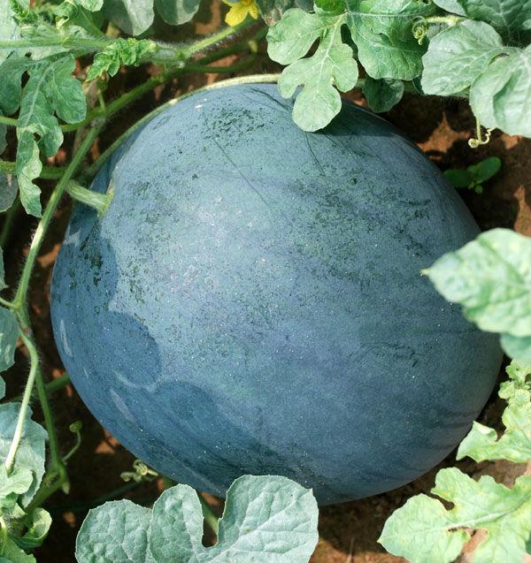 湖北黑美人西瓜基地