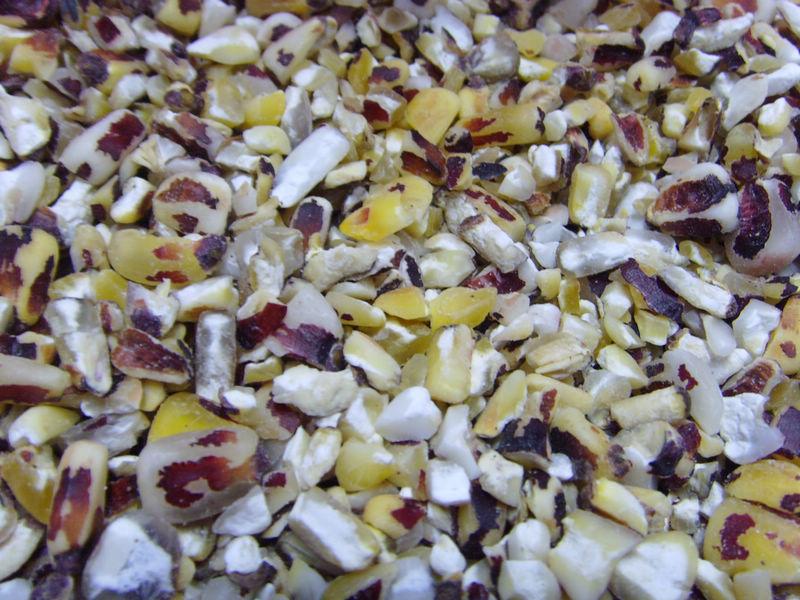 供應(yīng)紫玉米黑玉米黑玉米籽粒