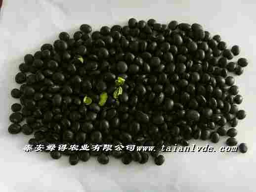 供應黑豆黑大豆非轉(zhuǎn)基因黑大豆
