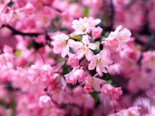 供应樱花苗木 南京樱花树价格 苗圃樱花树批发图片