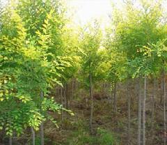 供應(yīng)吉林中華金葉榆吉林金葉榆小苗吉林金葉榆小苗金葉榆價(jià)格
