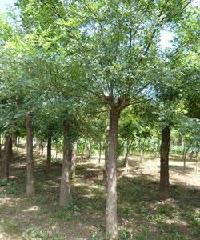 供應(yīng)天津國(guó)槐樹天津國(guó)槐天津國(guó)槐苗天津國(guó)槐價(jià)格天津平頭國(guó)槐