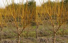 北京金枝槐北京金枝國(guó)槐圖片