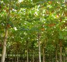 供應(yīng)河北法桐河北法桐價(jià)格平頭法桐河北法桐苗木河北法桐樹(shù)苗