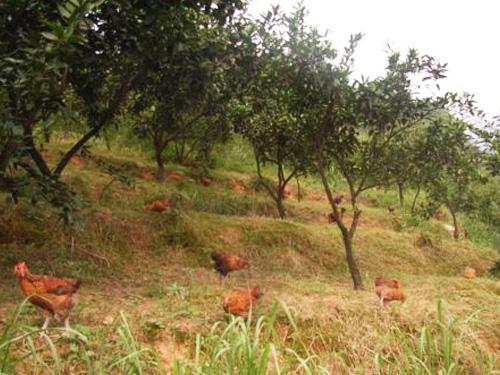 供應(yīng)鄉(xiāng)巴佬雞蛋營養(yǎng)又美味早餐必備