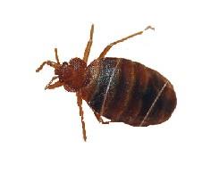 臭蟲圖片臭蟲照片東莞滅臭蟲