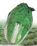高產(chǎn)大白菜種子大白菜價(jià)格大白菜中農(nóng)天騰專賣