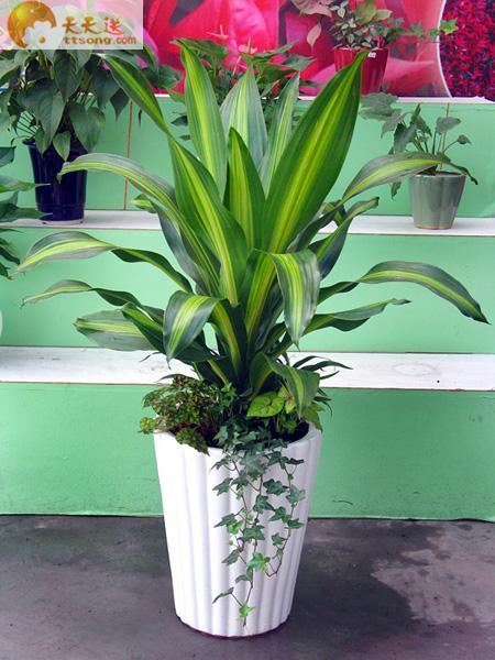 綠植租賃公司圖片/綠植租賃公司樣板圖 (4)