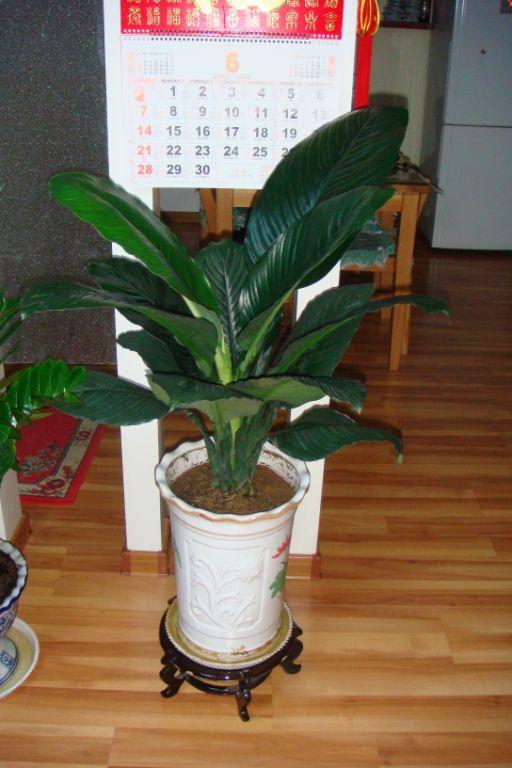 綠植租擺圖片/綠植租擺樣板圖 (3)