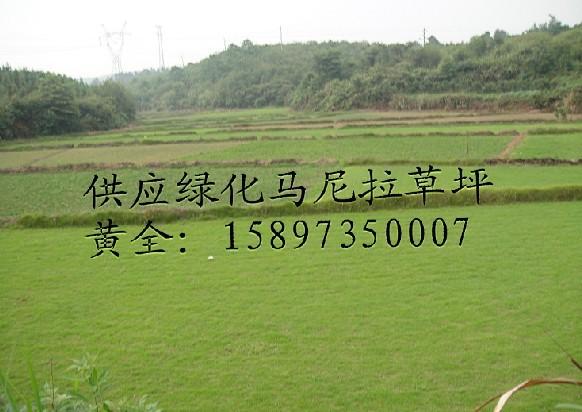 供應四川馬尼拉草坪