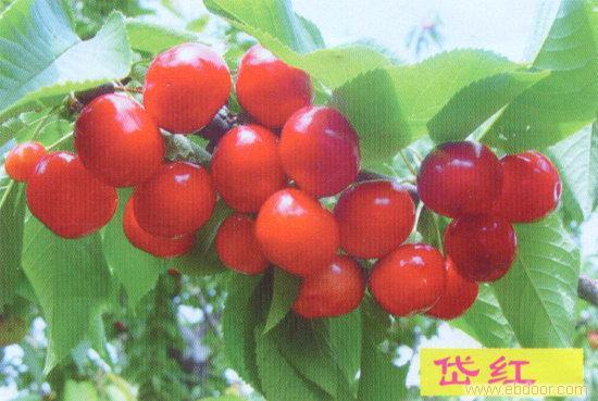 櫻桃苗 紅燈櫻桃苗 艷陽櫻桃苗