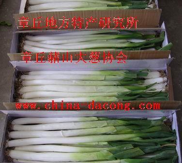 大蔥種子章丘大蔥種蔥籽蔥子大蔥圖片