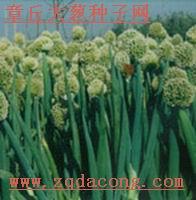 供應(yīng)章丘大蔥種-章丘大蔥種植技術(shù)-章丘大蔥價(jià)格-大蔥種植機(jī)械-蔥種子