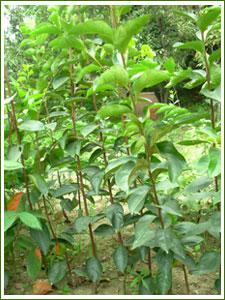 供應(yīng)花椒苗A優(yōu)質(zhì)【花椒苗A】大紅袍【花椒苗A】全規(guī)格【花椒苗A】