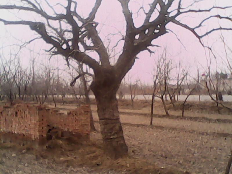 供應(yīng)大規(guī)格棗樹【胸徑8-60厘米】棗樹價(jià)格占地棗樹貿(mào)易棗樹苗銷售信息