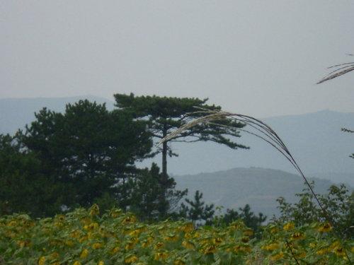 供應(yīng)龍年油松【油松】銷售信息【油松苗】價(jià)格信息【油松樹】求購信息