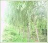 供應(yīng)柳樹苗/河南柳樹苗/3公分柳樹苗