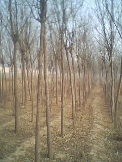 國槐樹/國槐樹的價格圖片