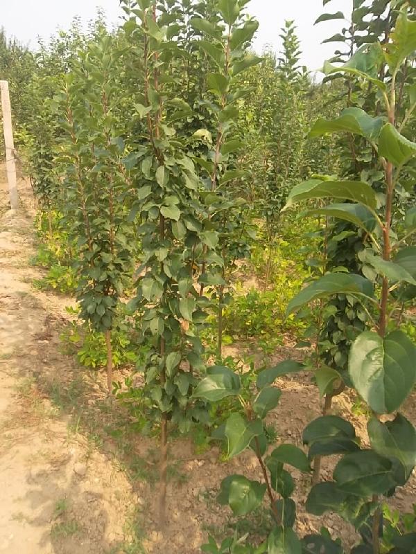 海棠樹苗木圖片/海棠樹苗木樣板圖 (3)