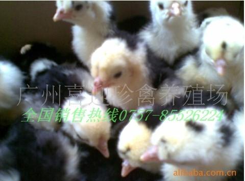 東莞貴妃雞苗圖片/東莞貴妃雞苗樣板圖 (4)