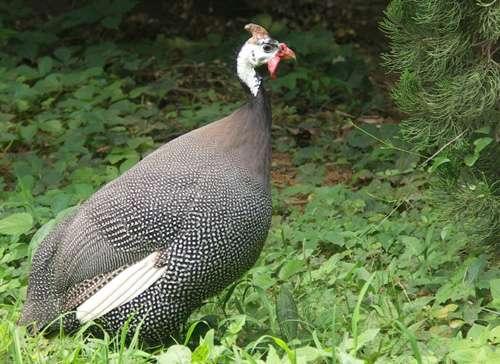 陜西珍珠雞種苗產(chǎn)品價(jià)格圖片