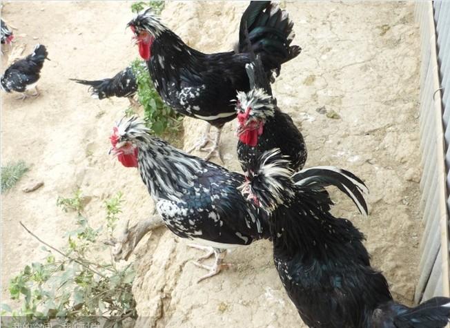 茂名貴妃雞苗圖片