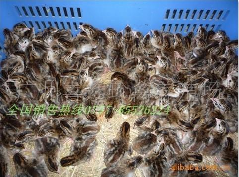 供應(yīng)珍*的飼養(yǎng)管理技術(shù)