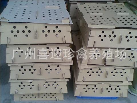 珍珠雞種苗圖片/珍珠雞種苗樣板圖 (4)