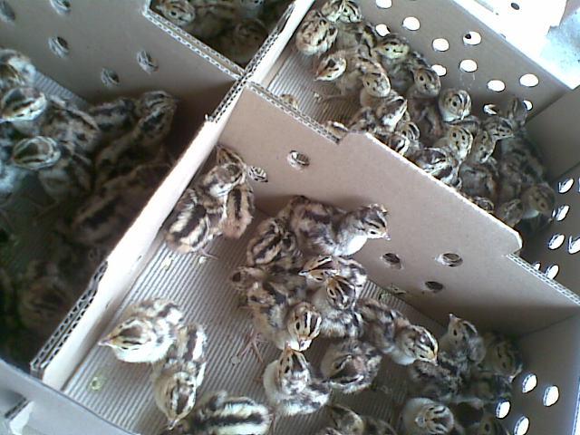 供應(yīng)直銷廣州七彩山雞種苗*苗直銷廣州七彩山雞種苗廣東*苗