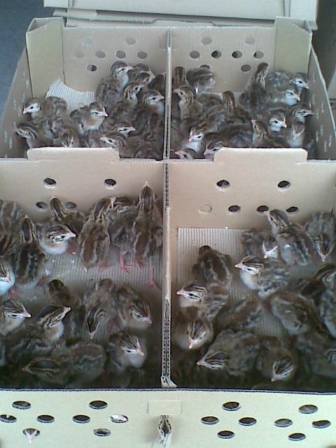 珍珠雞種苗圖片/珍珠雞種苗樣板圖 (3)