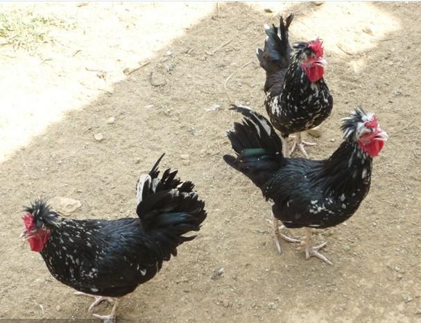 東莞貴妃雞苗圖片/東莞貴妃雞苗樣板圖 (3)