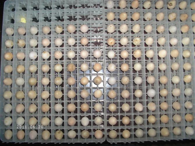 供應(yīng)鷓鴣苗批發(fā)