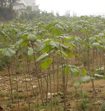 臨沂泡桐苗供應(yīng)圖片