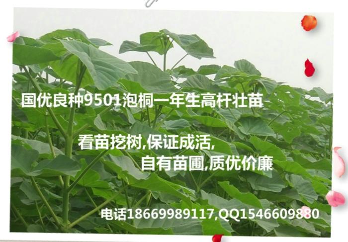 供應桐樹苗多少錢山東桐樹苗多少錢； 山東桐樹苗多少錢批發(fā)