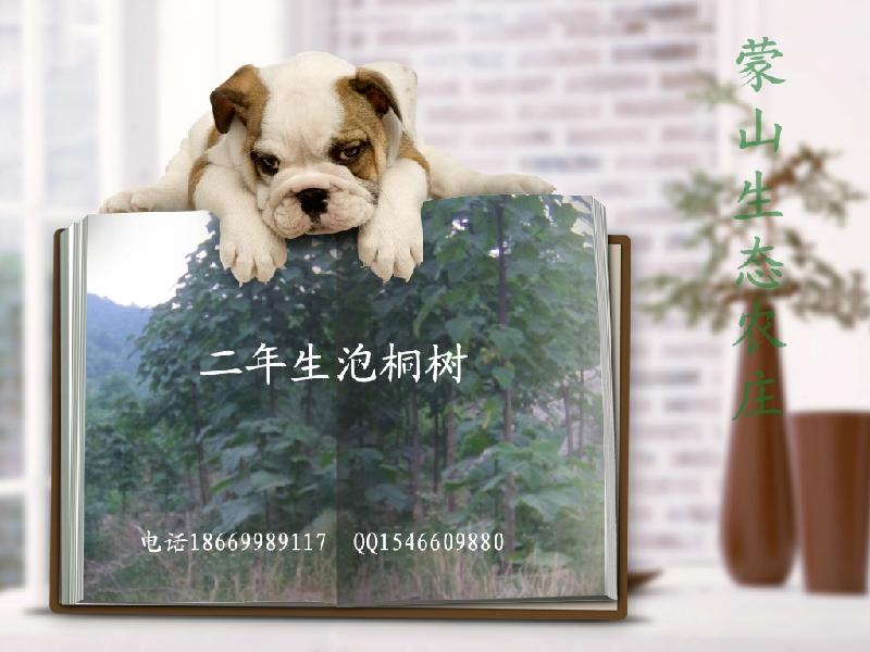 供應(yīng)山東臨沂梧桐苗4公分9501泡桐樹苗