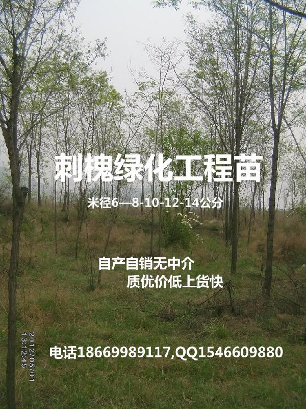 供應山東刺槐樹刺槐苗刺槐小苗價格