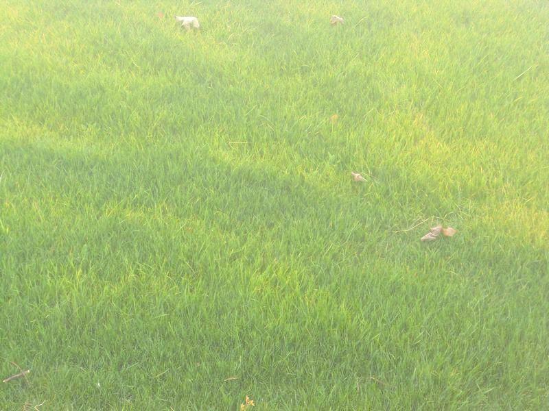 供應(yīng)狗牙根草坪種植養(yǎng)護(hù)