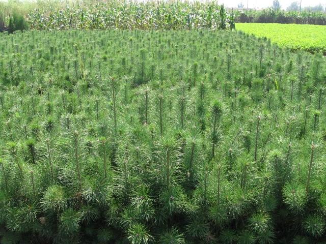 運城油松苗種植 山西油松苗價格 山西營養(yǎng)杯油松苗
