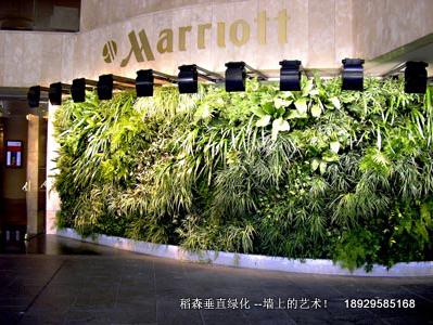 立體綠化垂直綠化公司，專業(yè)從事立體綠化垂直綠化