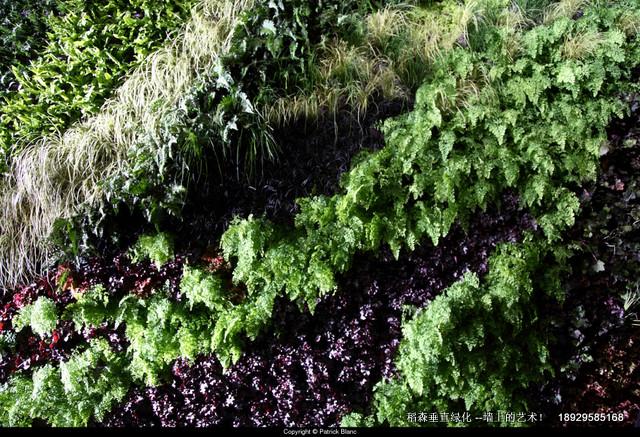 垂直綠化植物墻采用無土栽培技術(shù)