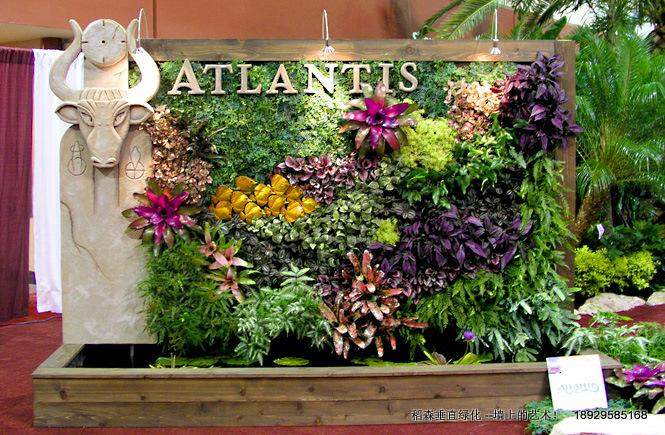 稻森一直致力將植物墻傳遍千家萬戶