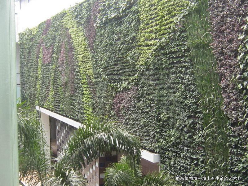 中山翠亨規(guī)劃館植物墻（面積576平方米）
