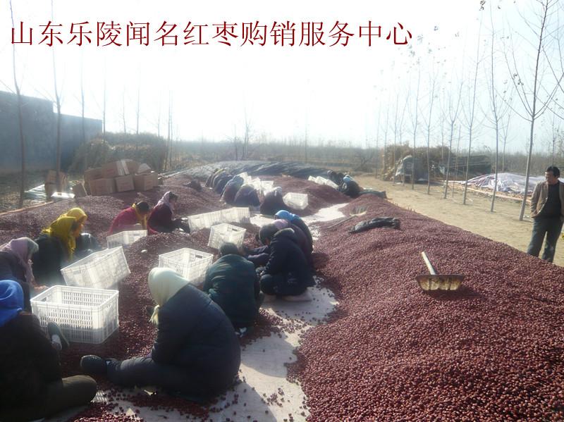 供應(yīng)優(yōu)質(zhì)棗泥原料用金絲小棗