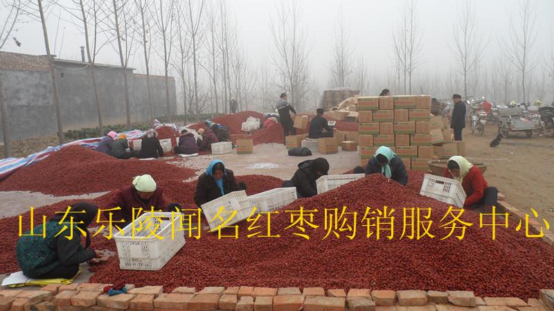 大量供應(yīng)紅棗提取液用棗（金絲小棗)