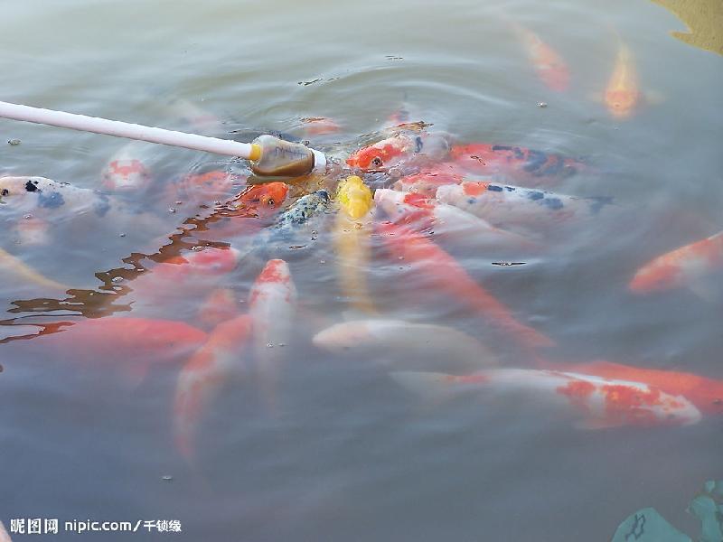 供應(yīng)電子誘魚器水下燈光誘魚器捕撈集魚