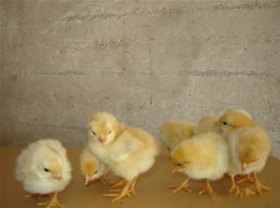 雞苗，麻雞苗一只多少錢，廣州雞苗報價