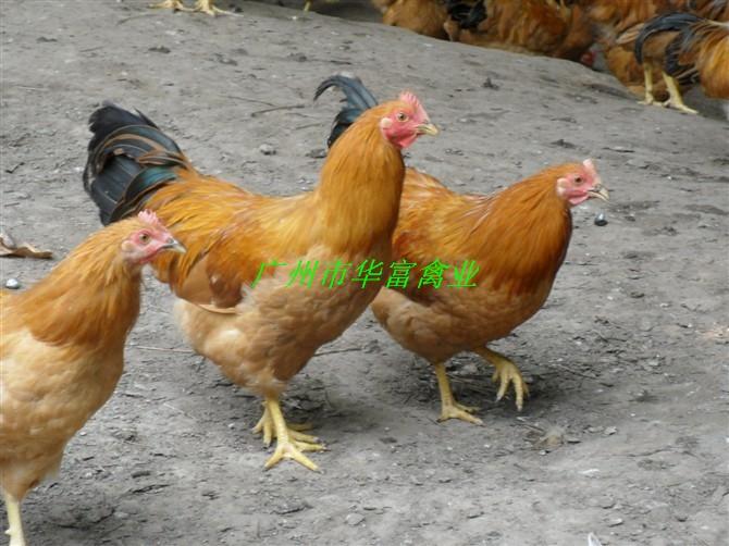 供應(yīng)廣州土一雞苗價格