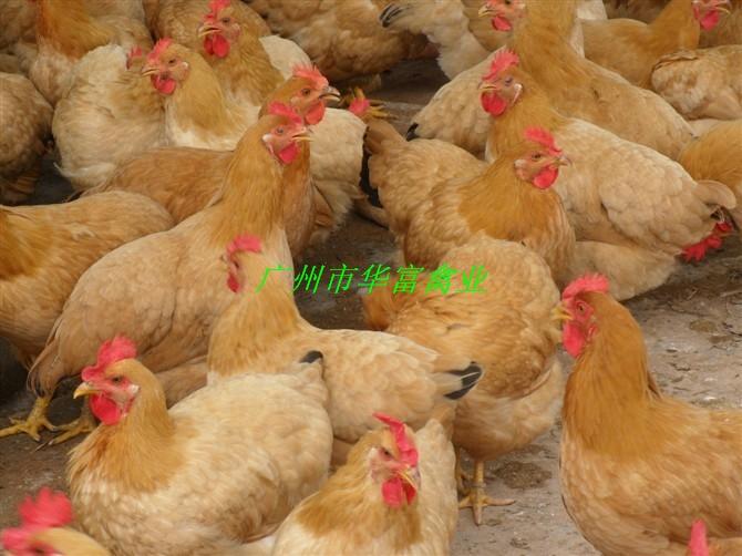 土一雞苗銷售圖片/土一雞苗銷售樣板圖 (3)