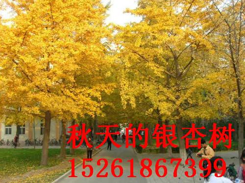 銀杏基地銀杏樹價格圖片